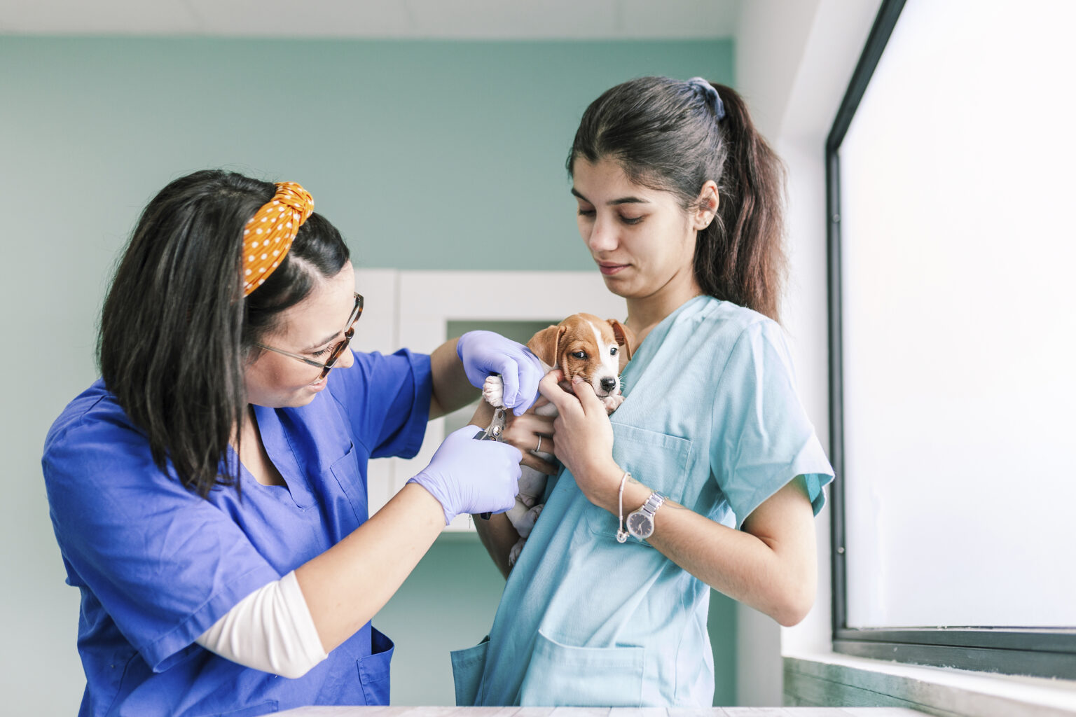 New Tax Exemption Virginia Veterinarians Virginia Transaction Advisory